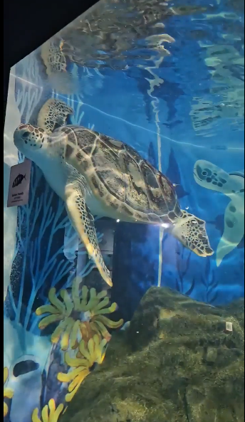 아쿠아플라넷 제주 모바일 할인 예매 화면