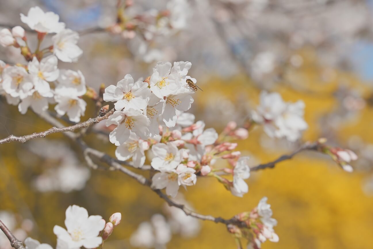 2024 전국 벚꽃 명소 추천