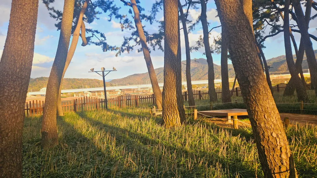 밀양 맥문동 맨발걷기