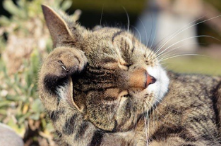 머리를 긁는 고양이.