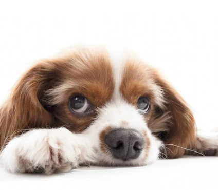 강아지 녹내장 증상, 수술 필수인가? 예방 및 치료법 한 번에 정리