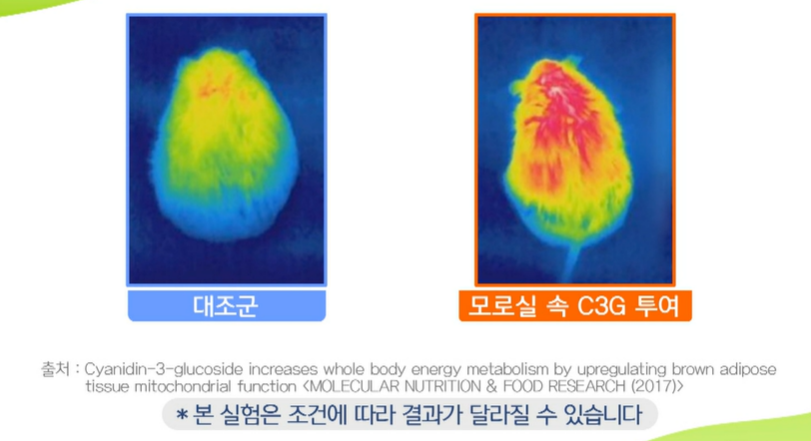 모로실 효능