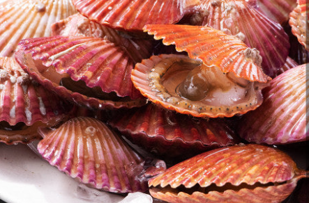 가리비의 생태와 특징, 영양소와 건강 효능 관련 사진