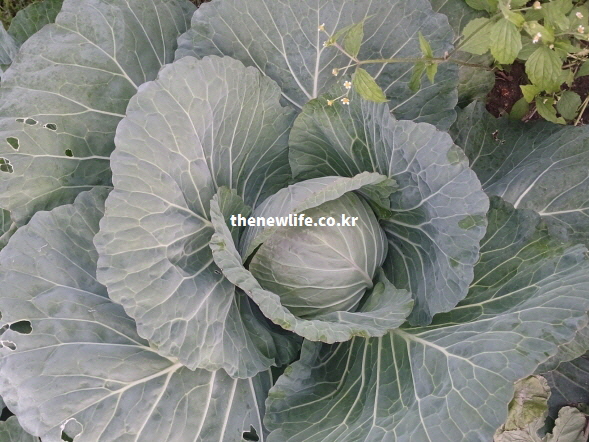 식사 전에 섭취하면 포만감을 주어 과식을 막고 급격한 혈당 상승을 억제하여 건강한 다이어트를 돕는 양배추