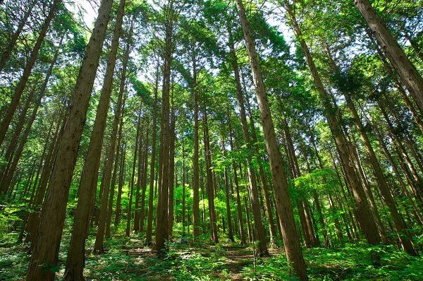 편백나무 피톤치드