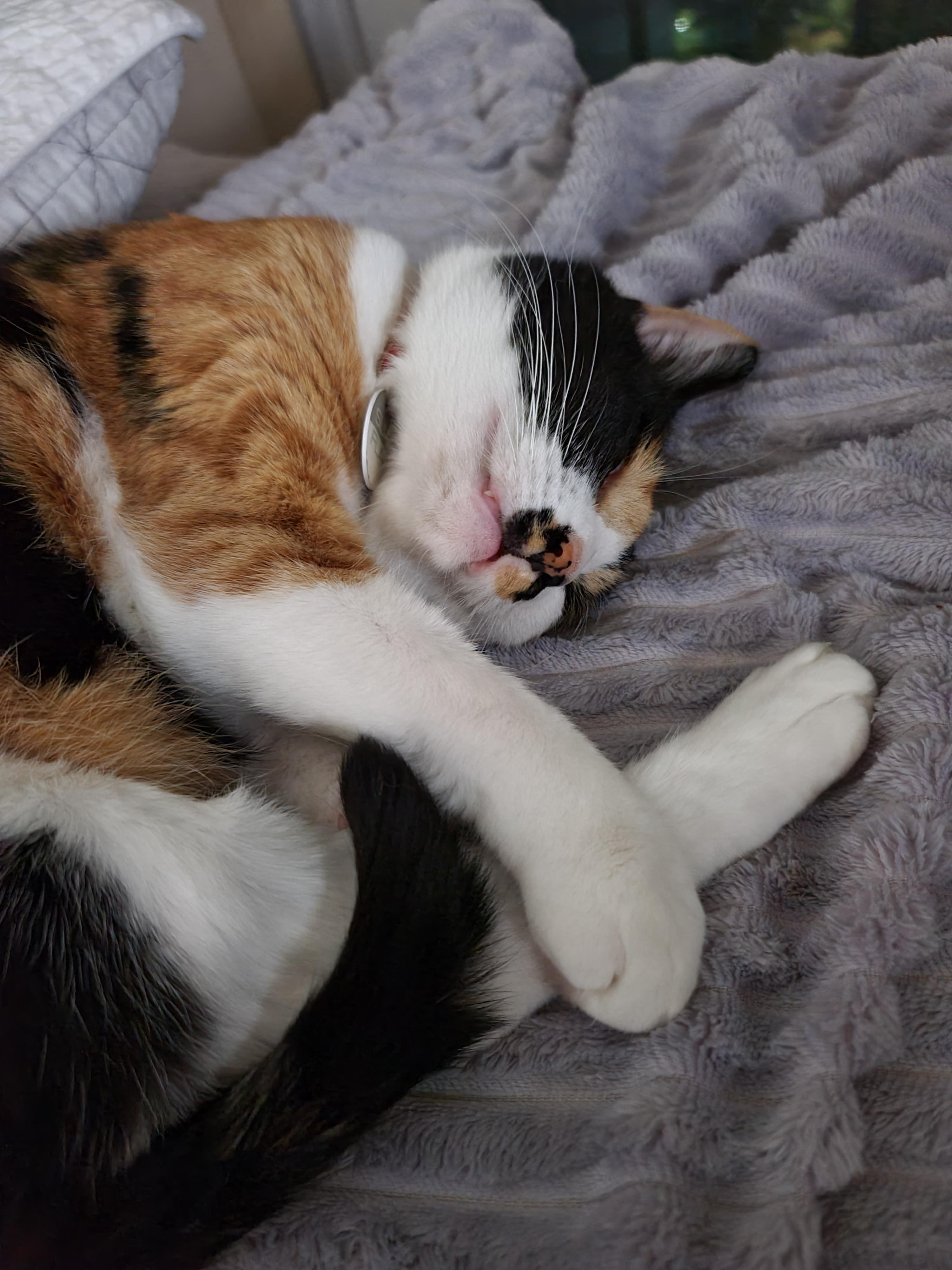 츤데레 다다. 잘때는 항상 엄마옆에 찾아오는 삼색이 고양이 다다.