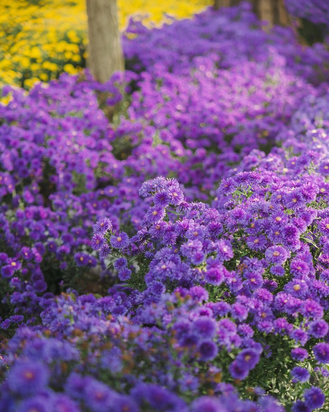 충남 아산의 봄&amp;#44; 튤립과 수선화가 가득 2025 피나클랜드 봄꽃대향연