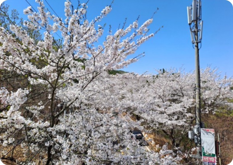 장봉도 여행 벚꽃축제