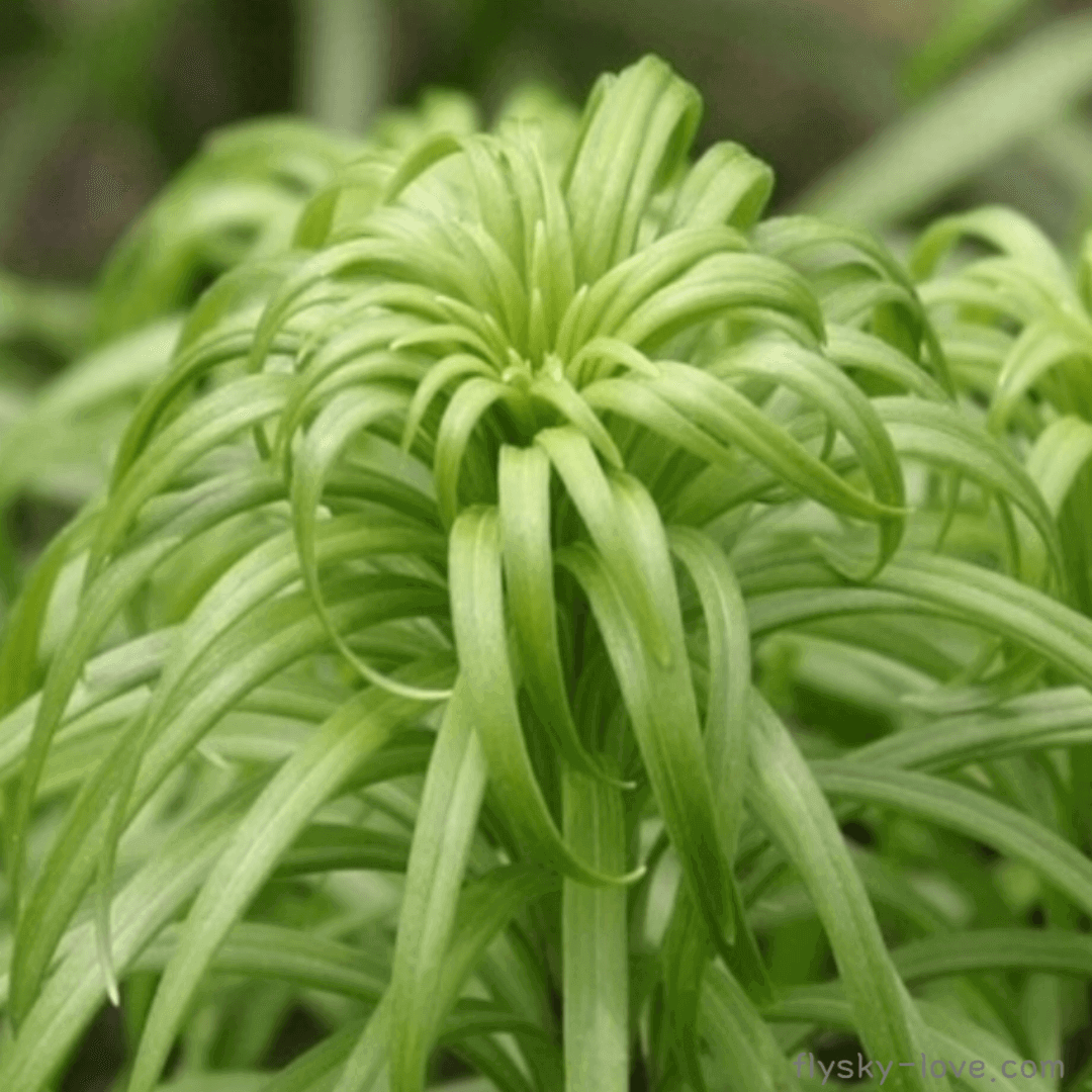 시트로넬라 (Citronella)