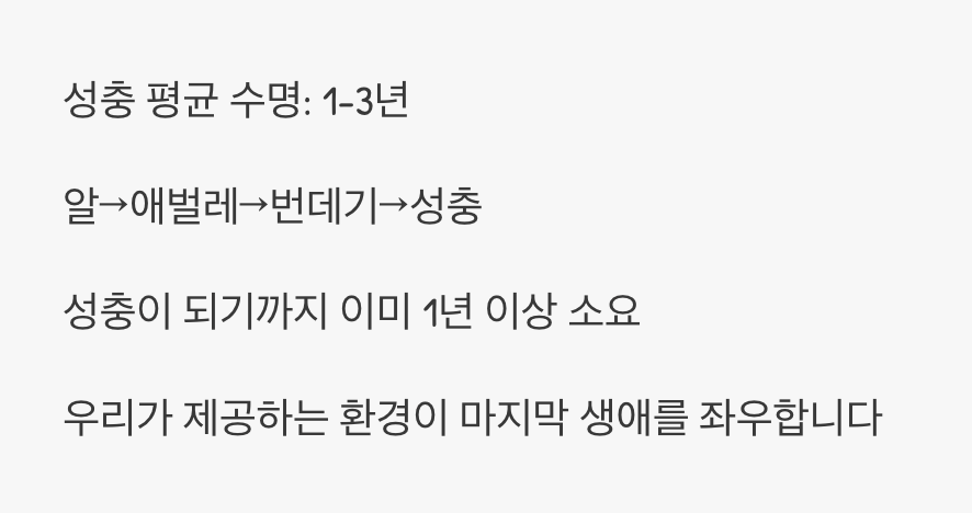 성충의 삶, 그 이상의 시간