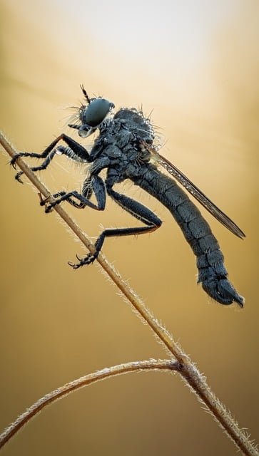 러브버그 관련이미지