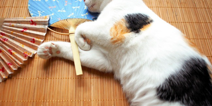 부채와 고양이 사진.
