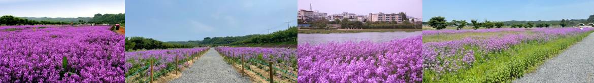 영천 보라유채꽃 군락지 현장