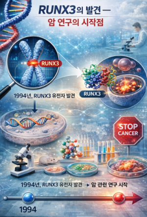 RUNX3 유전자의 발견과 연구 역사