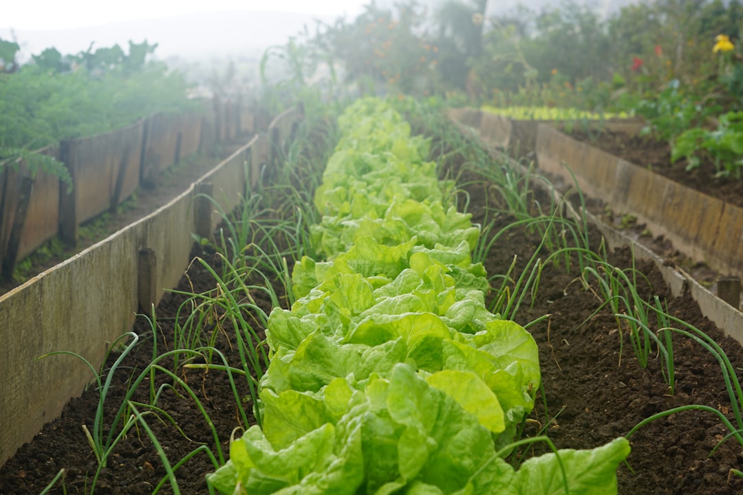 Smart Farm