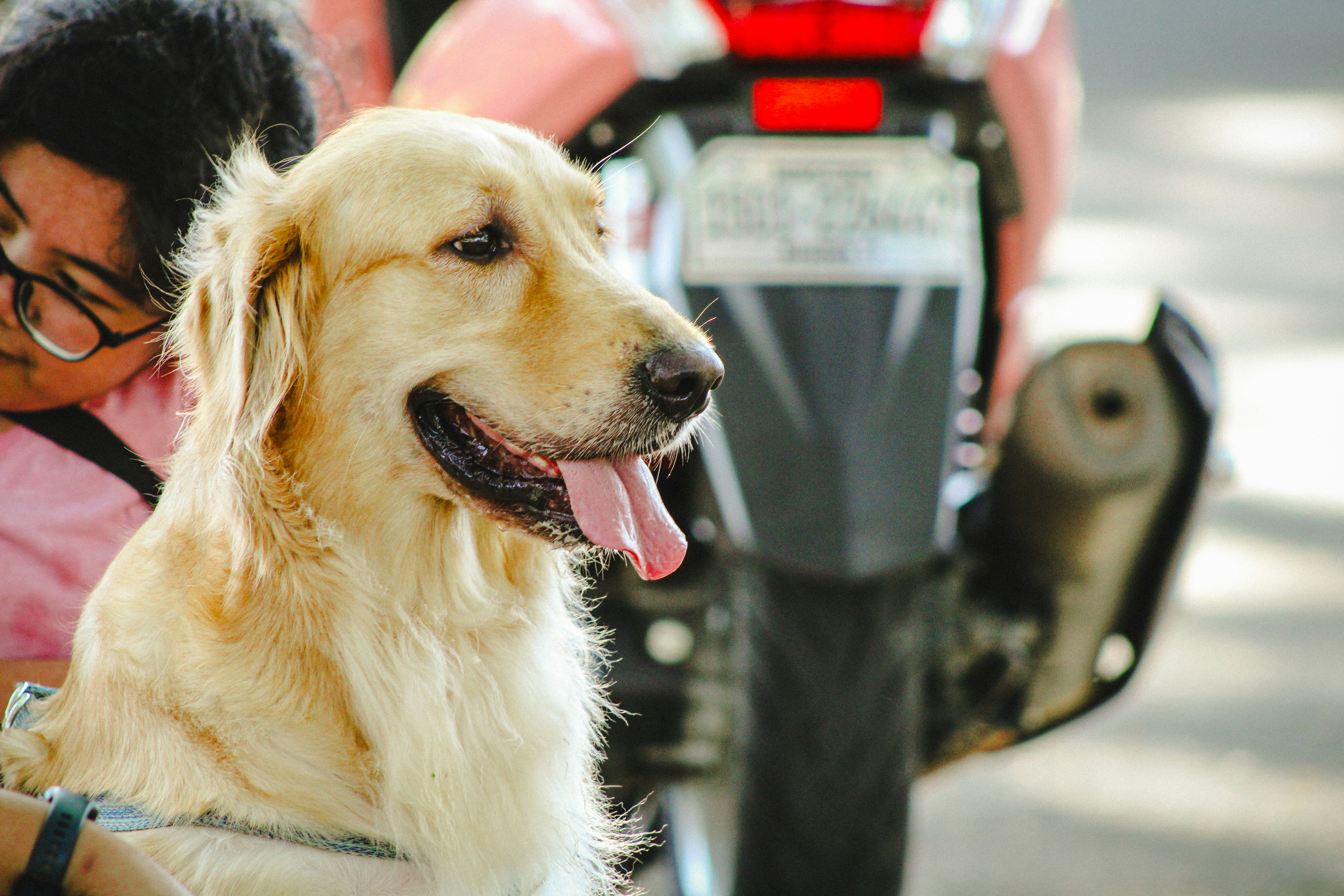 친화력이 좋은 골든 리트리버