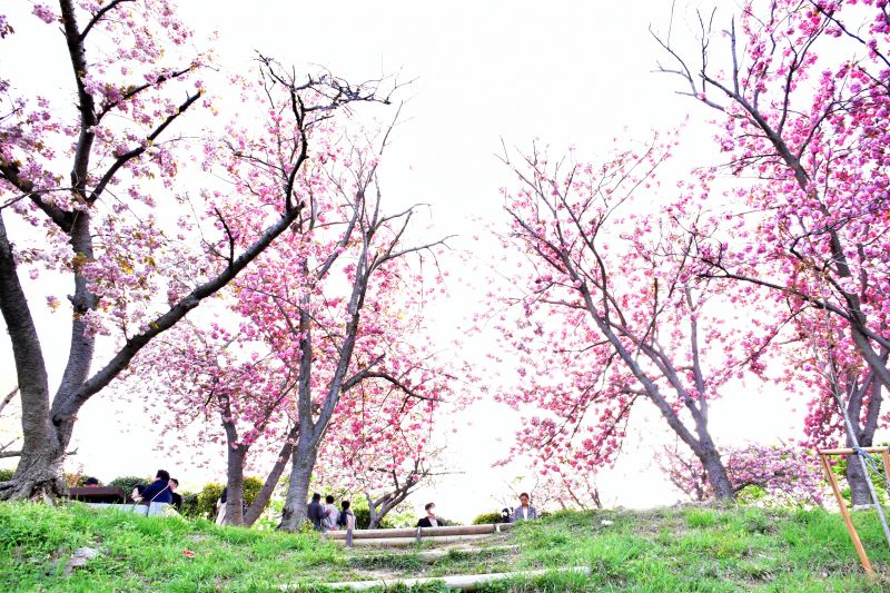 부산 민주공원 겹벚꽃