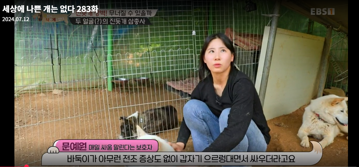 설채현-세상에나쁜개는없다-세나개-283화-진돗개장벽-재방송