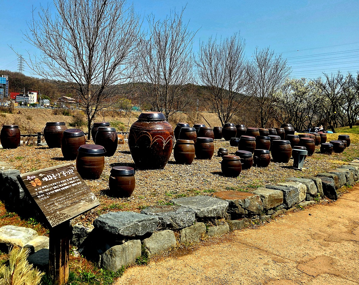 2025년 경인 아라뱃길 매화동산&amp;#44; 인천 매화마을: 주차&amp;#44; 먹거리