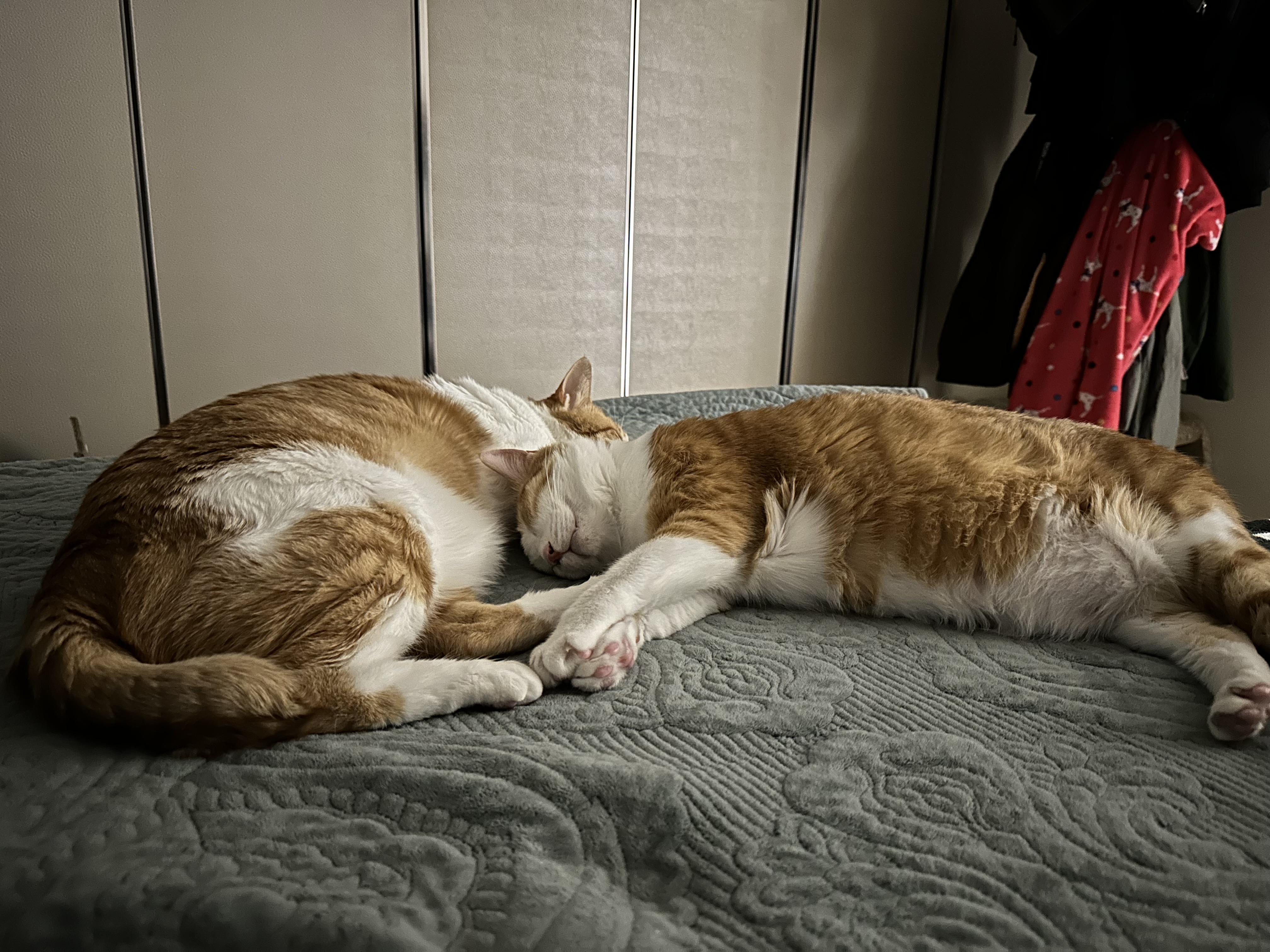 오랜만에 치즈형제의 다정한 모습 (feat.사이좋은 호야와 막둥이, 그리고 요미)