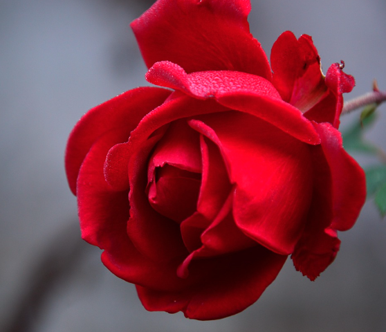 2025 울산대공원 장미축제