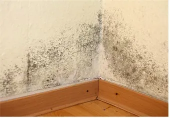 곰팡이 제거 방법 방지 페인트 냄새 없애기_8