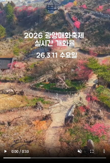광양매화 개화상황