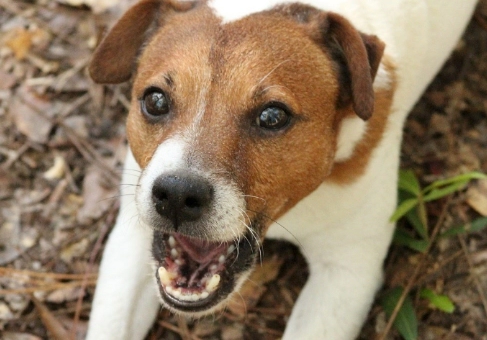 개짖는 소리 자주 묻는 질문