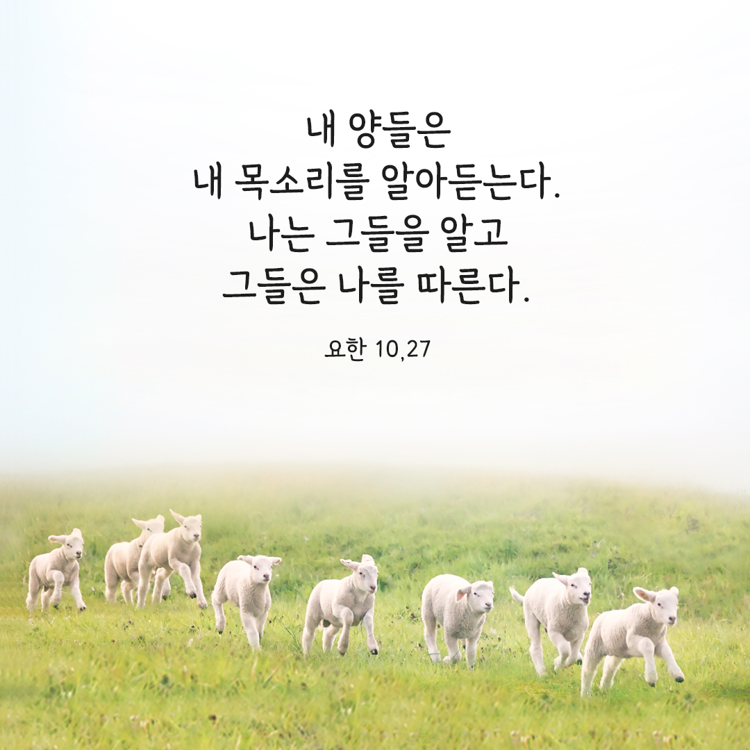내 양들은 내 목소리를 알아듣는다. 나는 그들을 알고 그들은 나를 따른다. (요한 10&#44;27) 요한 복음 성경 말씀 카드 이미지 다운로드