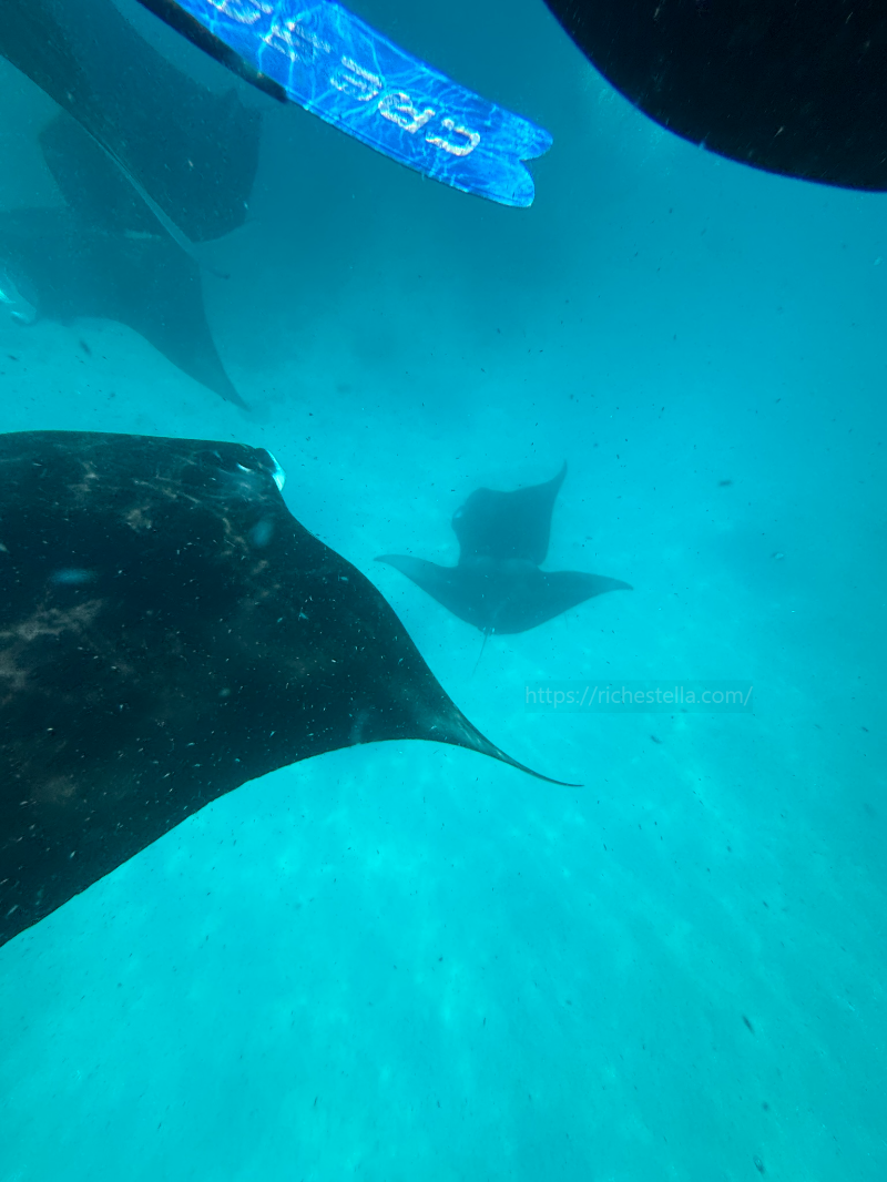 만타가오리 스노쿨링