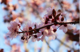 2024년 전국 수목원 정원 스탬프 투어 아름다운 동행