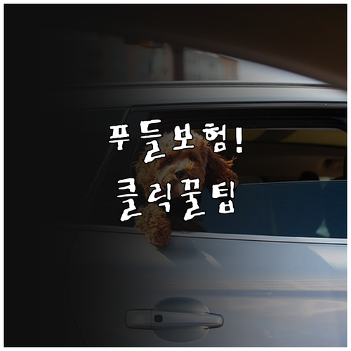 병원에서 바로 쓰는 푸들 보험 청구 ..