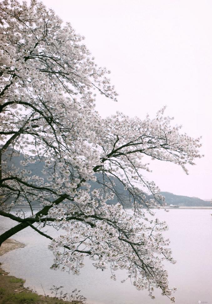 구미 금오산 벚꽃 명소