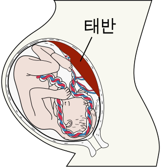 태반 면역