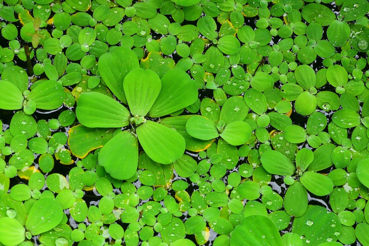 무안 연꽃축제 일정 셔틀버스 교통편