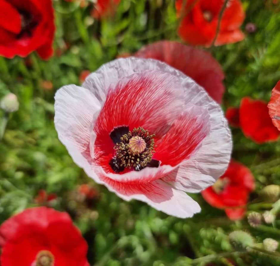 원주 용수골 양귀비꽃