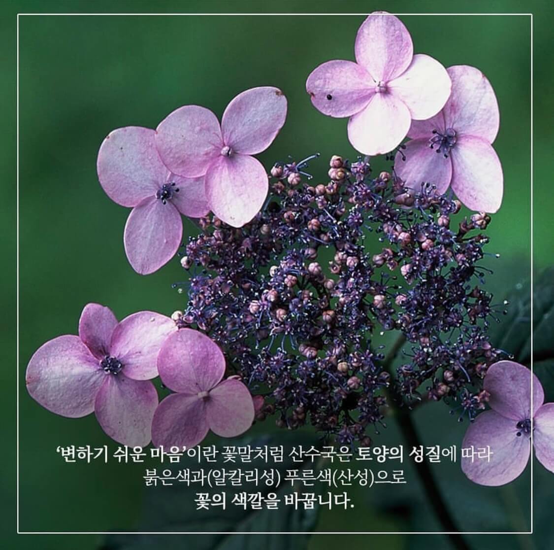 화담숲 모노레일