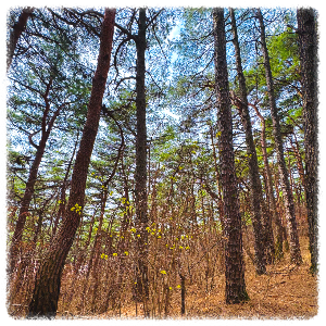 운곡솔바람숲길