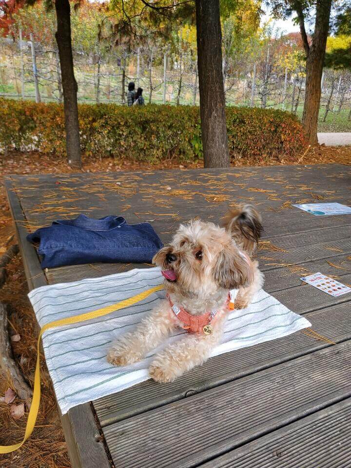 앉아서 쉬는 강아지