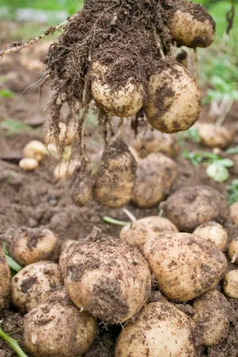 감자 싹나는 시기 파종 시기_19