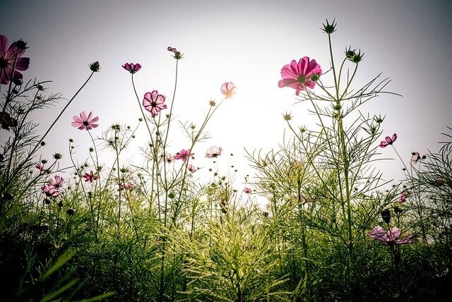정부 보조금24 명절 위로금 확인 방법