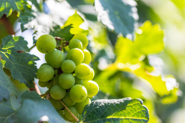 슈냉 블랑(Chenin Blanc)