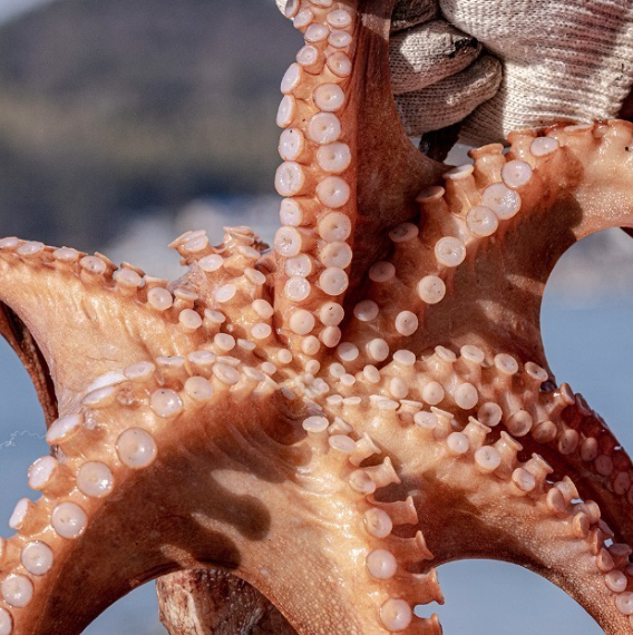 2025년 문어 금어기 기간 통영 남해 여수 부산 서해 제주 돌문어