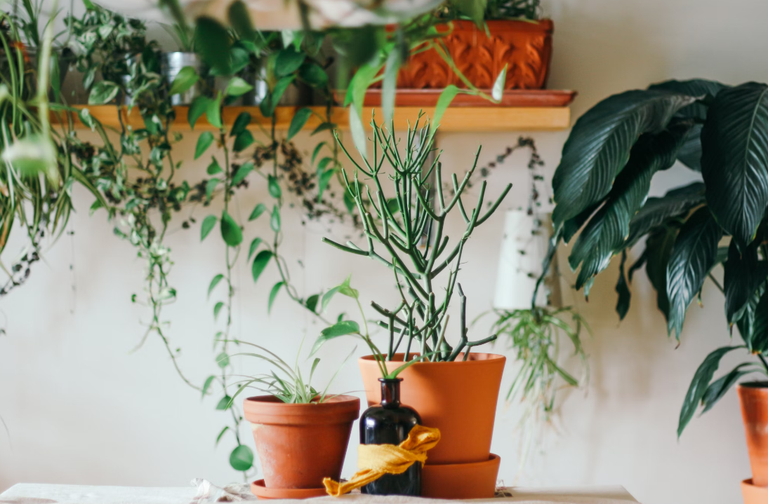 베란다 화분 벌레 없애는 방법과 그 원인