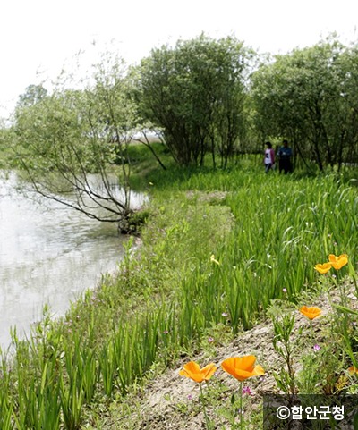 함안 악양둑방길 양귀비꽃