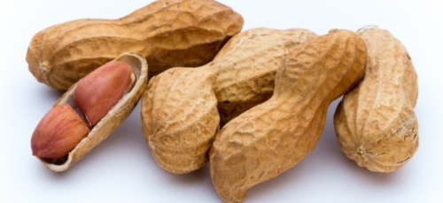땅콩 이미지