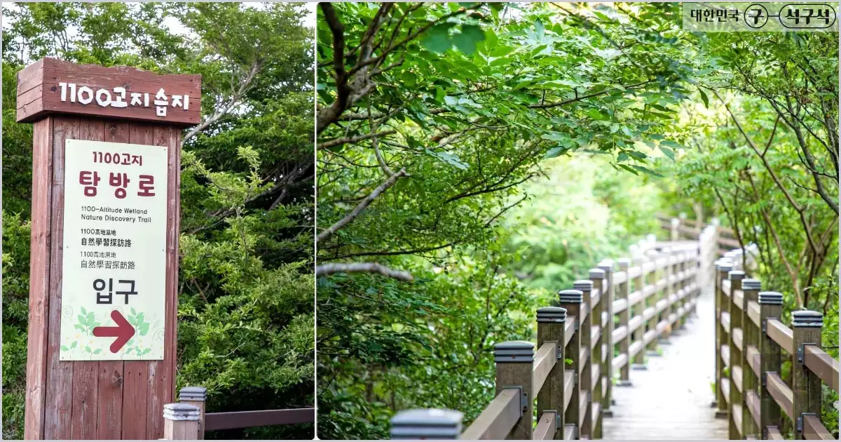 1100고지 습지