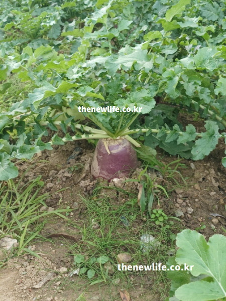 밭에서 자라는 자색무의 실제 모습으로 자색무 효능의 항산화 작용을 설명하는 데 도움이 되는 사진