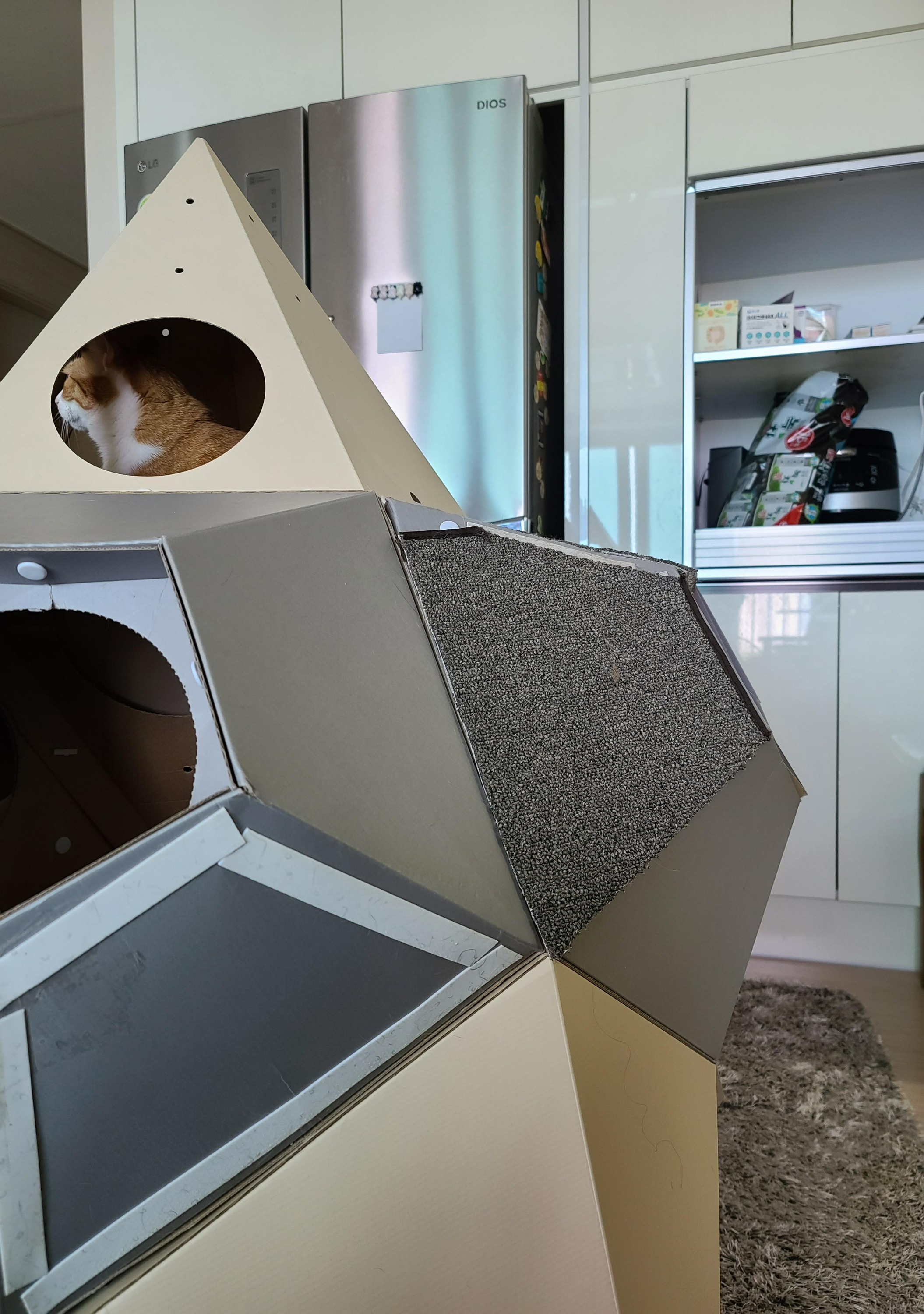 루프탑을 이용하고 싶었던 고양이 호야!(feat. 다다)