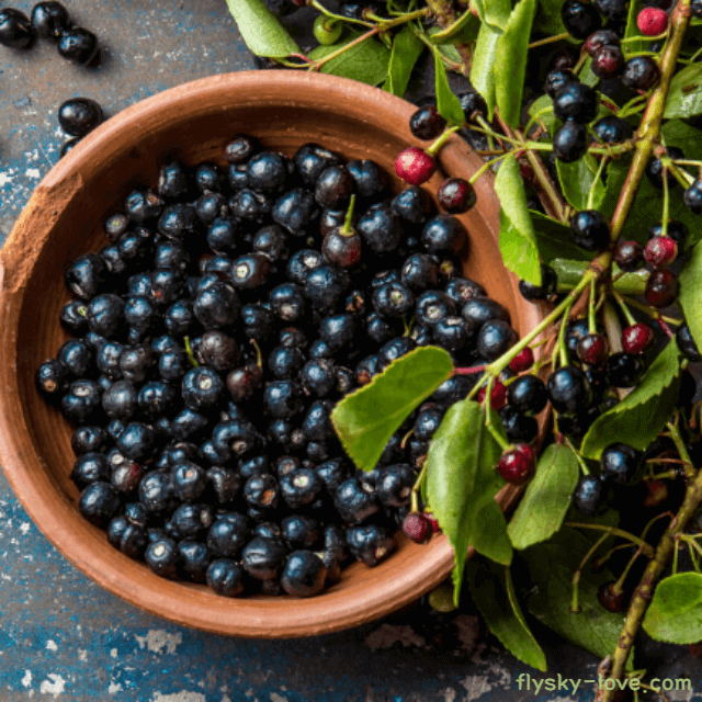 마키베리 (Maqui Berry) 효능